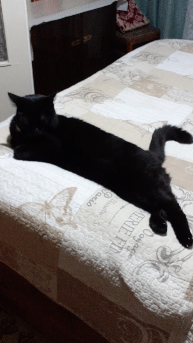 К - Котовторник ☺ Пополнение