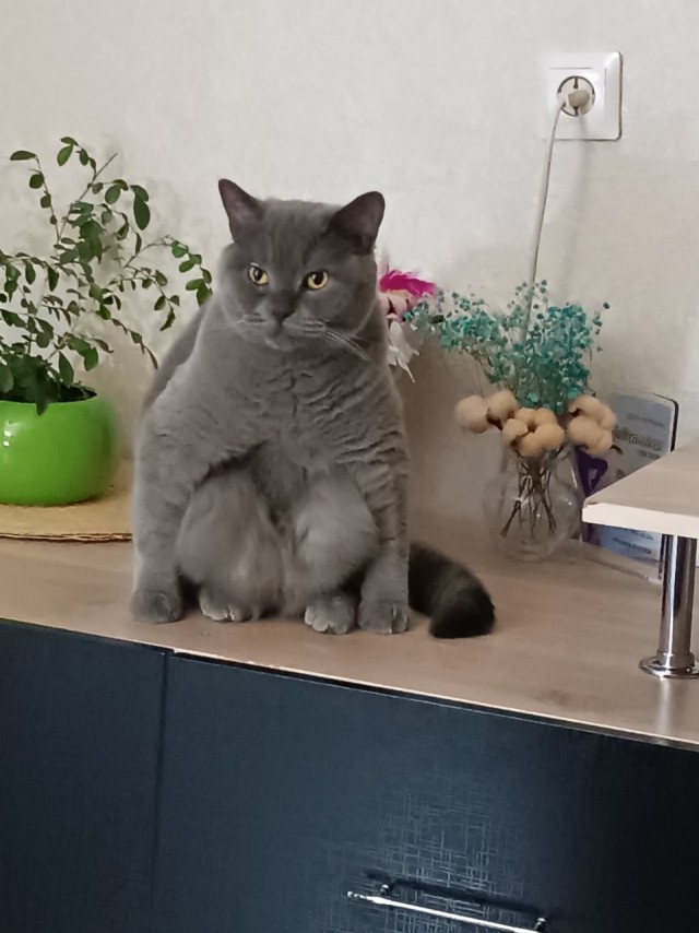Котовторник 09.04.24