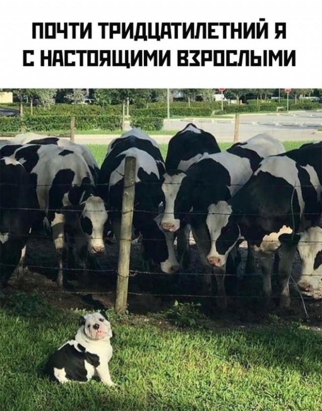 Завалялось тут случайно немного забавных картинок