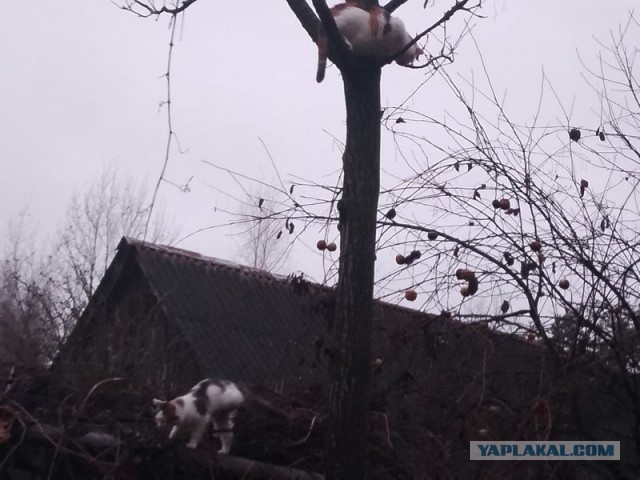 Жизнь домашнего приюта для котеек 522