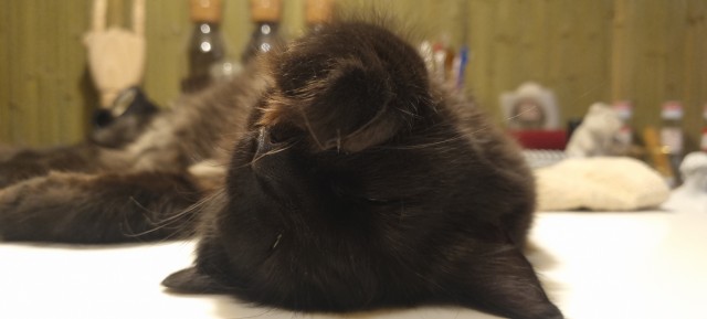 12 самых смешных котов в истории комического конкурса Comedy Pet Photography Awards