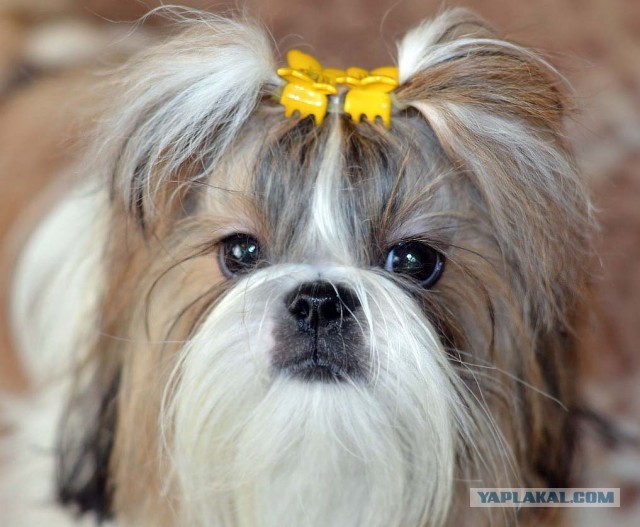 Породы собак для семьи