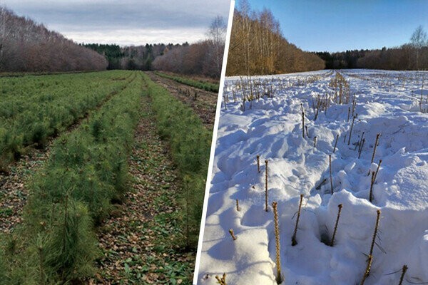 Косули объели лесной питомник в Новосибирской области на 2 млн рублей