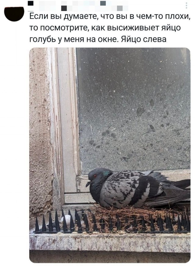 Весёлый полтишок 09.07.25