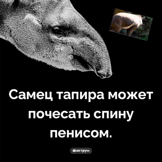 Мужчина с одним из самых больших пенисов в мире рассказал о трудностях