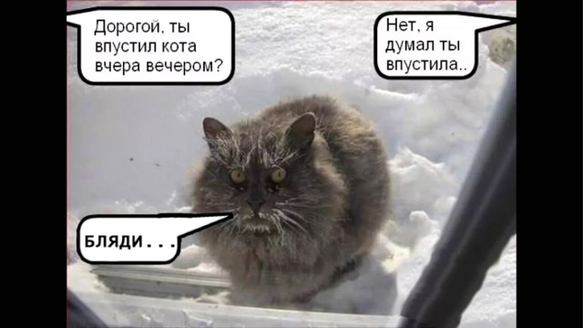 Кот пять месяцев выживал в заснеженных горах Канады.