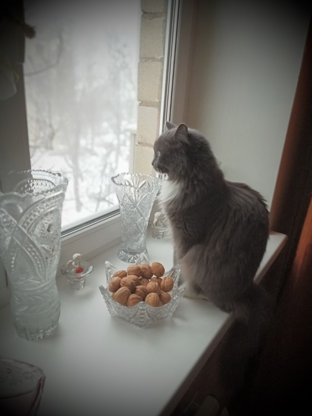 Котовторник 24.02