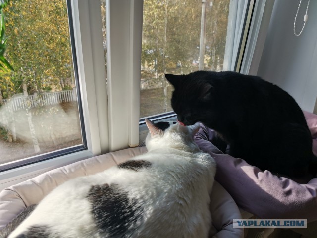 Завёл кота на пол седьмого⁠⁠