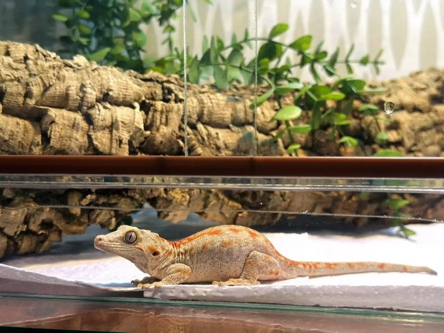 Ну, нет на Япе дня ящериц.