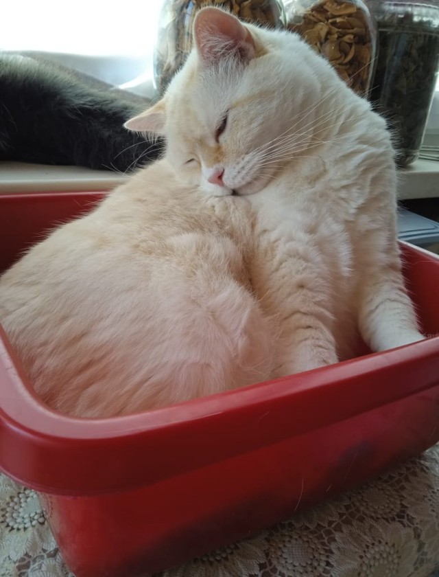 Фотки красивого кота.