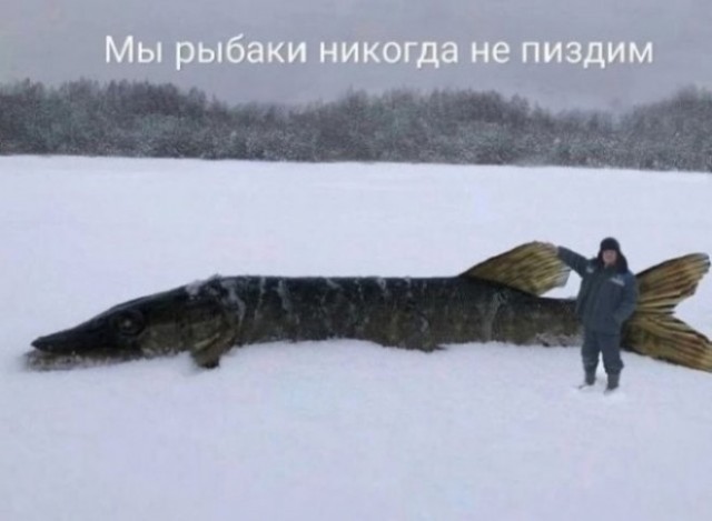 «Борьба продолжалась больше часа». Нижегородец поймал огромного 100-килограммового сома длиной больше 2 метров