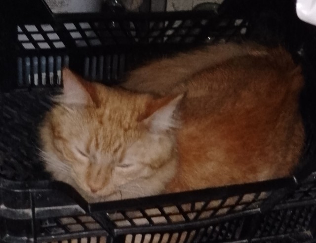 Очередной котовторник