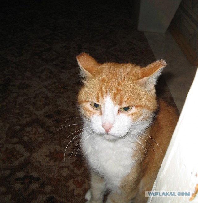 Котовторник 25.02.2014