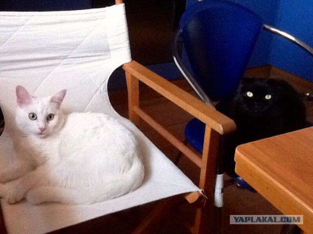 Котовторник 09.09.2014