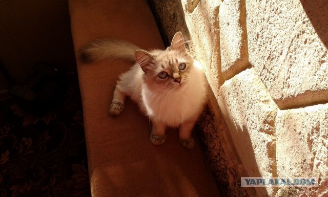 Котовторник 23.09.2014.