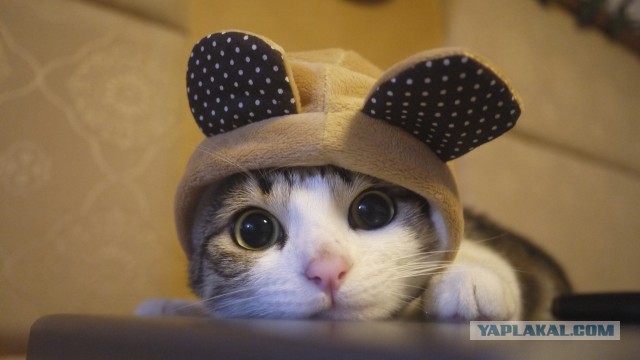Котовторник 16.12.2014