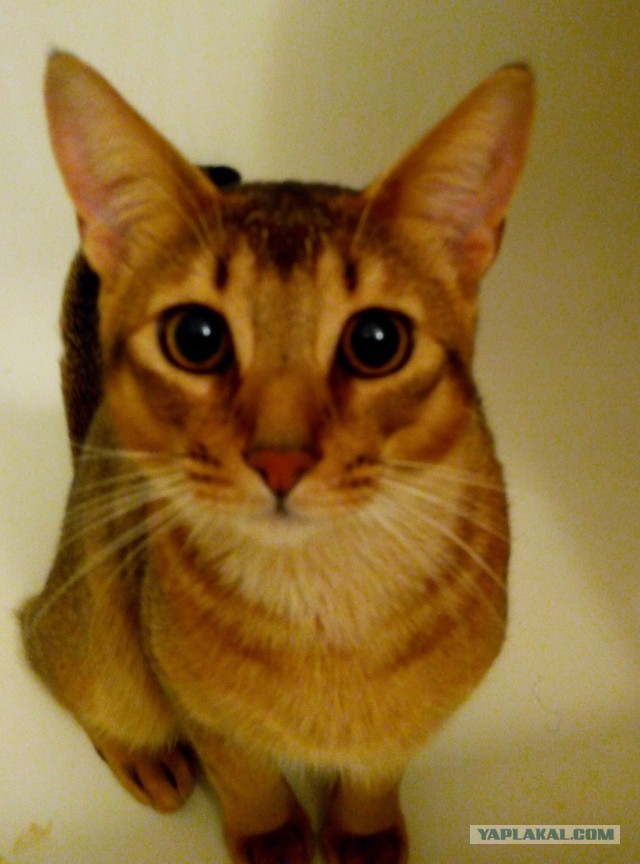 Котовторник