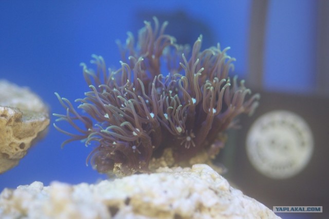 Морской нано-аквариум дома.