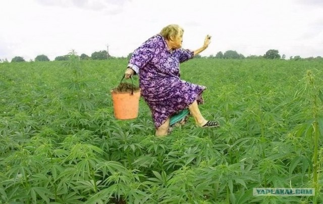 А ты упоротый?