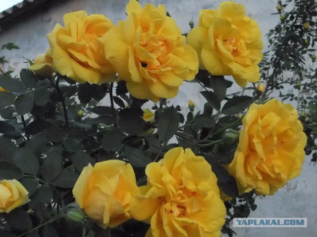 Чёрная петуния.