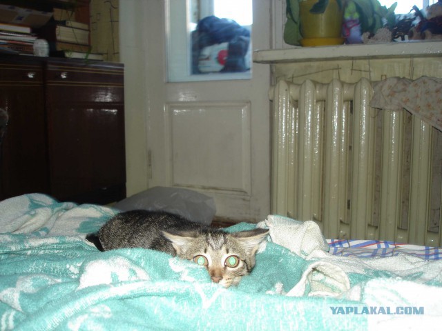 Котовторник 09.06.2015