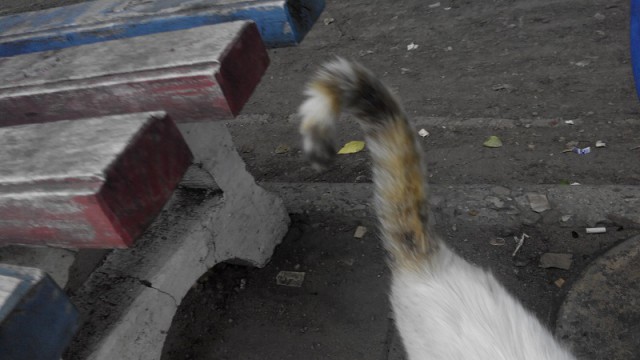 Котовторник  21.07.2015