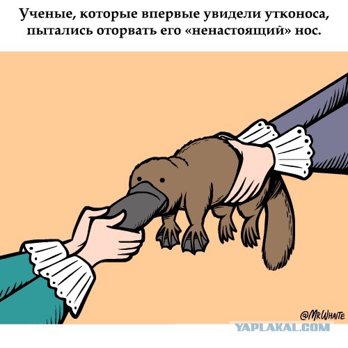 Утконос