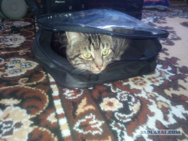 Котовторник наступил!:)