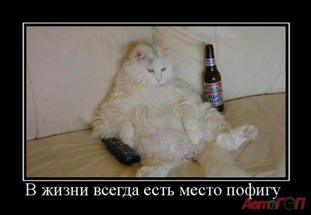 Хорошая киса, хорошая... Ну давай поиграем!