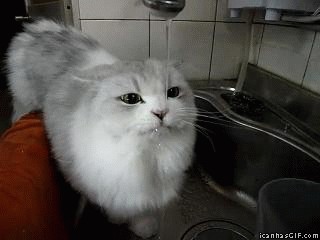 Про кошаков и их хозяев