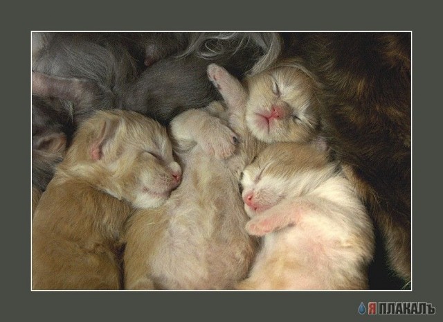 Коты, кошки, котята