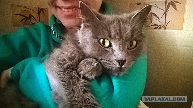 Котовторник