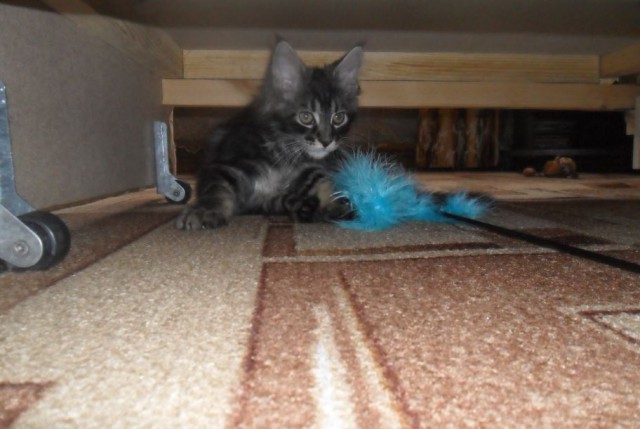 Котовторник 16.02.16