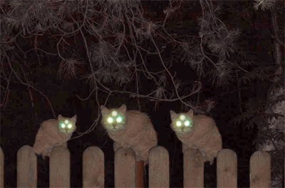 Ночные кошаки