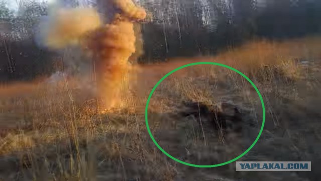 Номинант на премию Дарвина