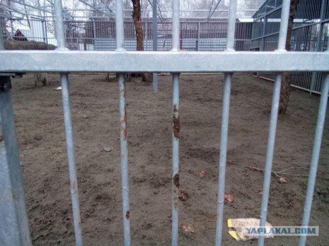 Тигр Лотос напал на школьницу в барнаульском зоопарке