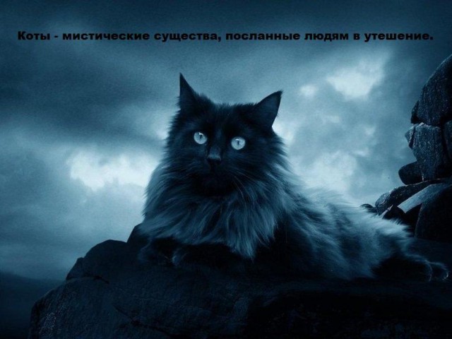 Прикольные животные