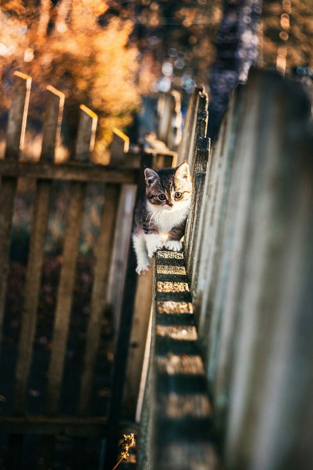Коты из сети