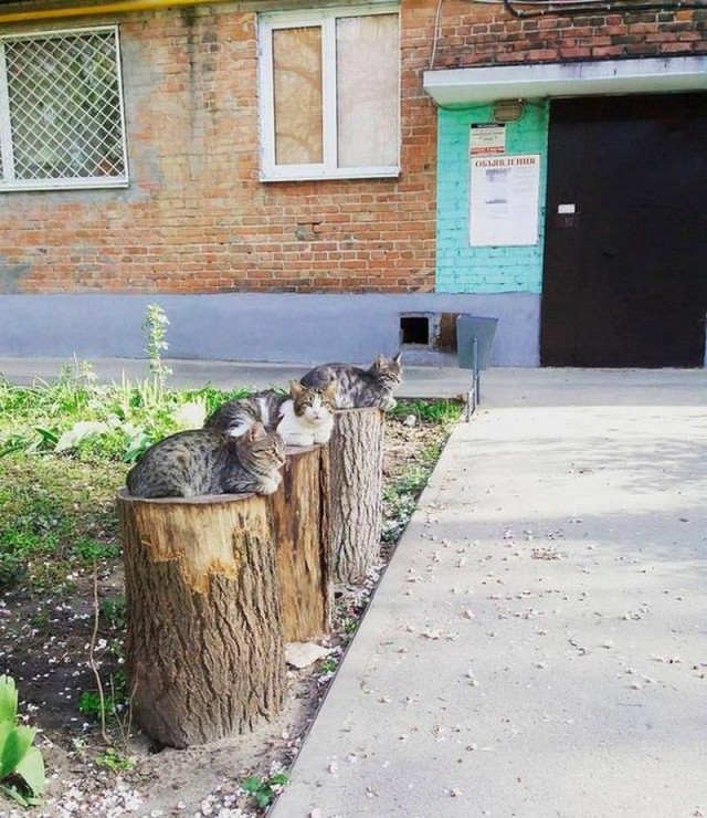 Коты из сети