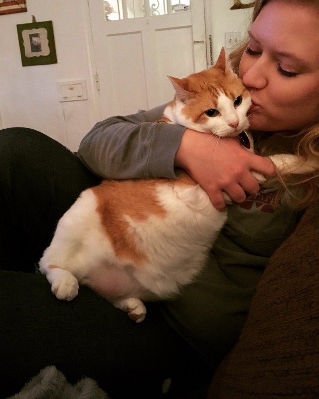 Коты из сети