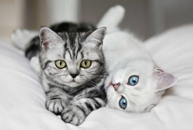 Коты из сети