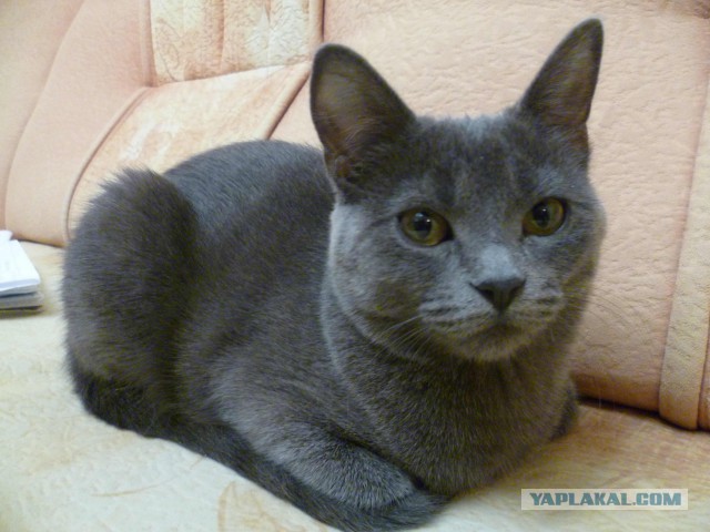Кошкин день