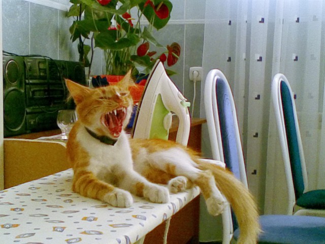 Коты и Кошки