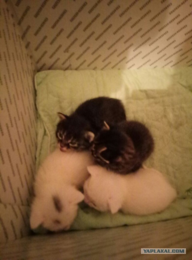 Котовторник 11/04/2017