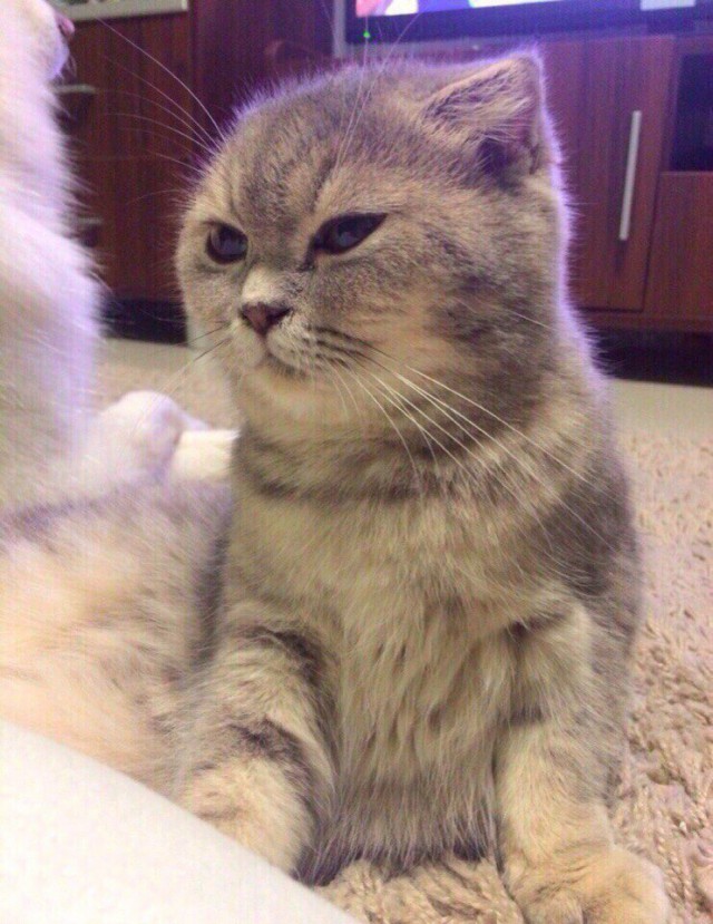 Коты и Кошки