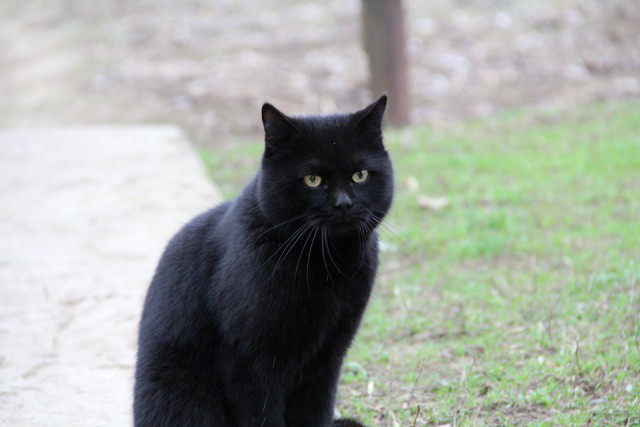Коты и Кошки
