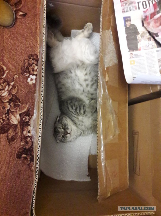Котовторник 20.02.18