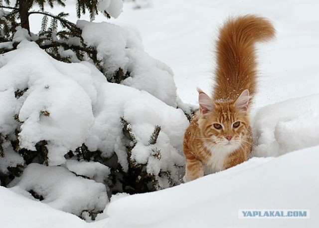 Котовторник на ЯПлакалъ