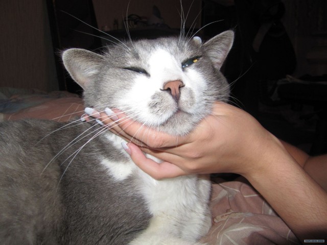 Котовторник 1.02.2011