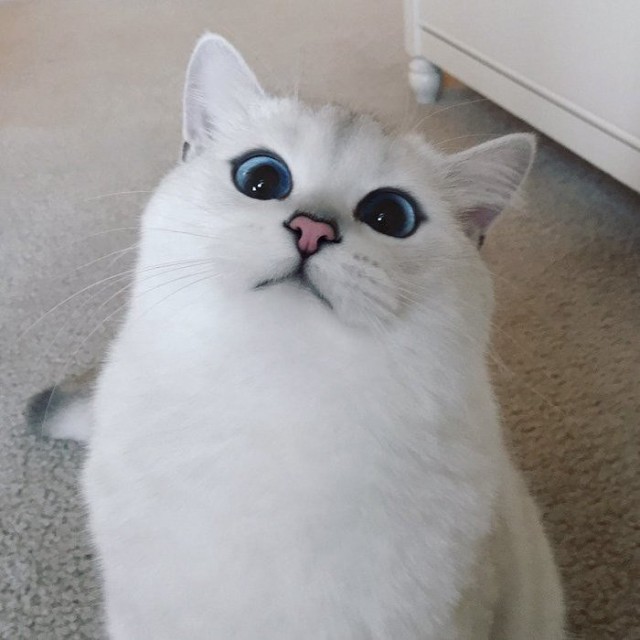Немного милоты